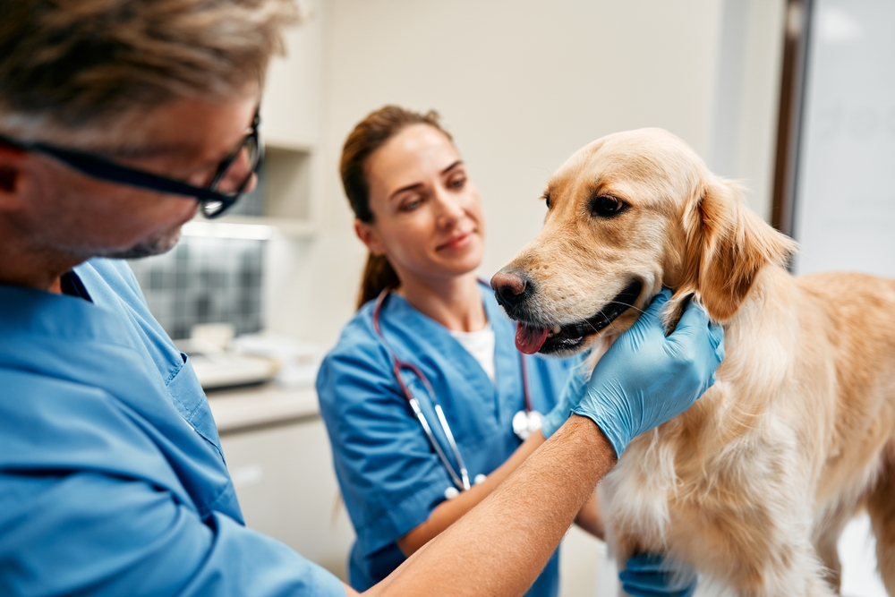 Veterinarians examining a dog